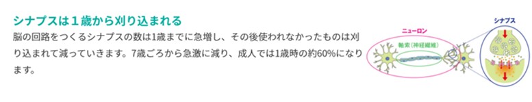 赤ちゃんのシナプスに関する資料